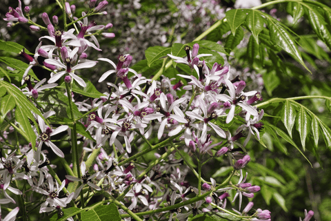 Poisonous Chinaberry tree with toxic berries.