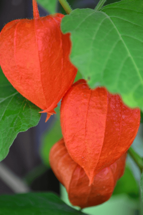 Chinese lantern plant - toxic to pets.