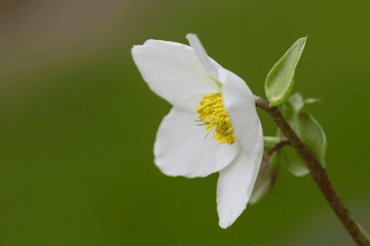 Poisonous Christmas Rose: do not feed to rabbits!