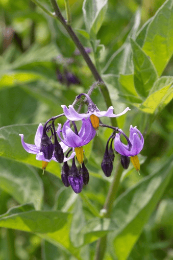 Keep Climbing Nightshade out of rabbit diets—it is poisonous.