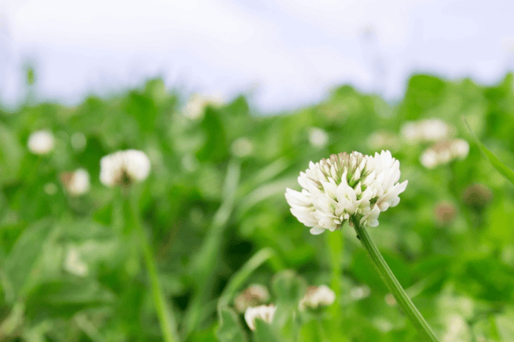 Clover plant: safe occasional rabbit treat.