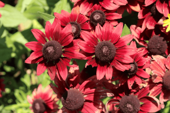 Cone Flower: unsafe for rabbits—remove it from browse areas.