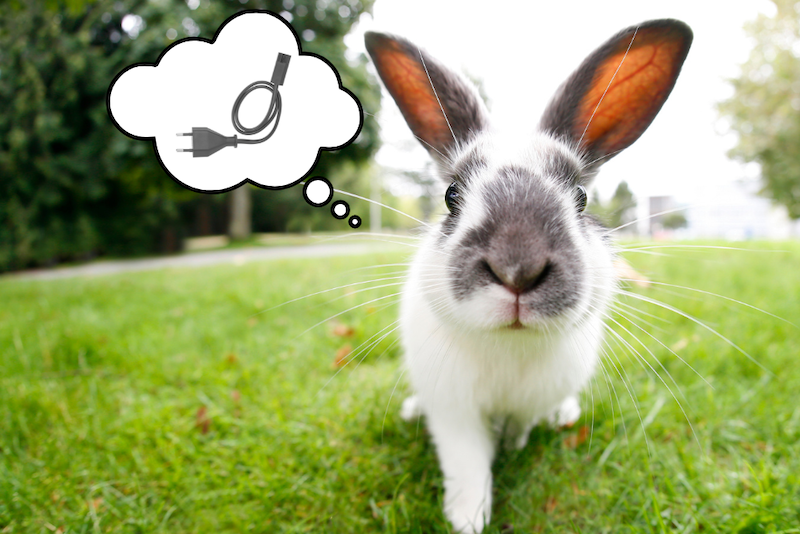 White and grey rabbit in the grass with a thought bubble that had a cord in it.