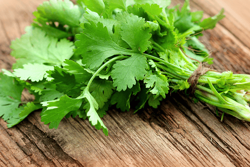 Daily Coriander for rabbits—small helpings alongside unlimited hay.