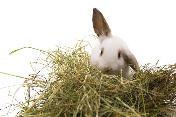Rabbit Hay Allergies: Symptoms and Solutions – Rabbit Hole Hay