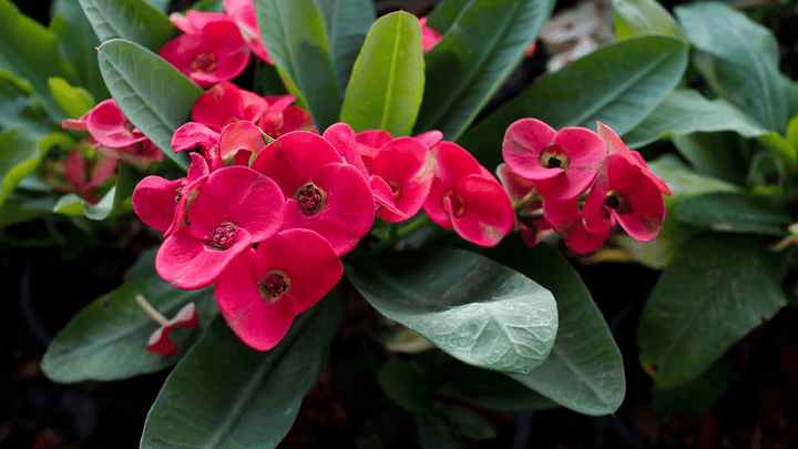Poisonous Crown of Thorns plant, avoid for pets.