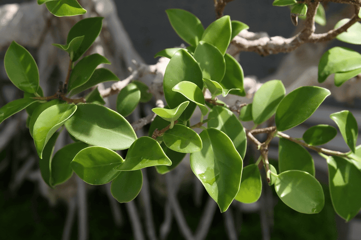 Never feed Cuban Laurel to rabbits; it is poisonous.