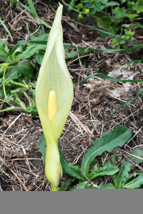 Toxic Cuckoopint; never offer this to rabbits.