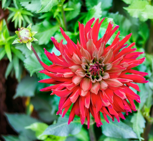 Dahlia flower: Toxic to rabbits and pets.