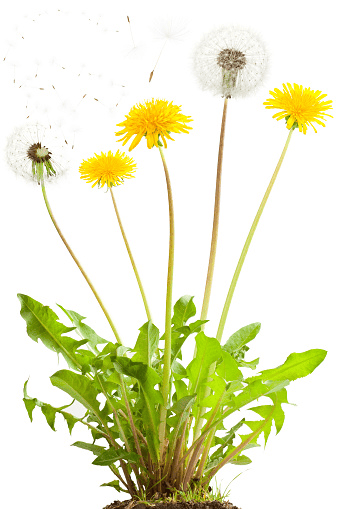 Dandelion flower for pet treats