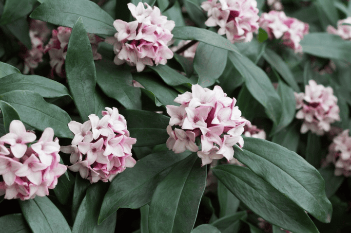 Toxic Daphne; never offer this to rabbits.