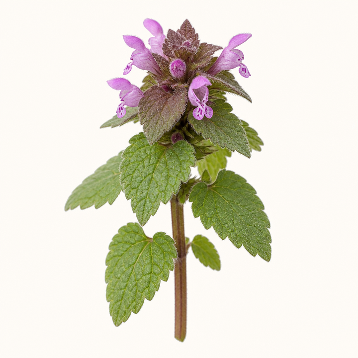 Dead Nettle: okay as an occasional bunny snack if you keep it small.
