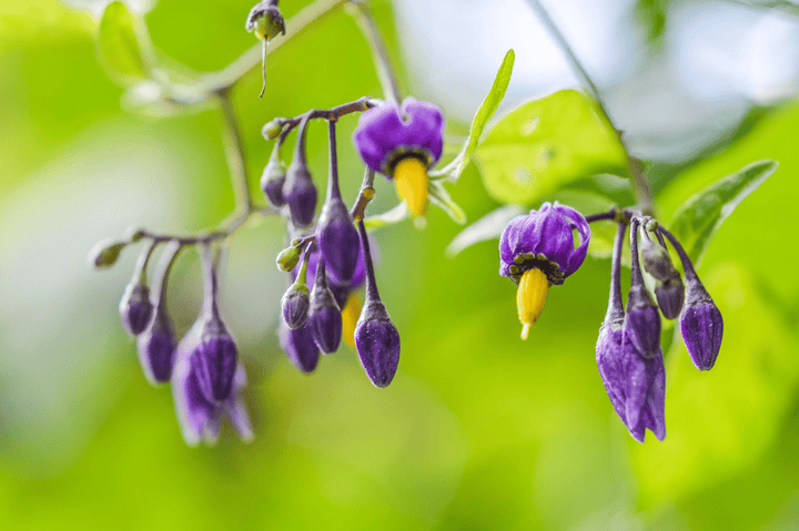 Do not let rabbits eat Deadly Nightshade; it is poisonous.