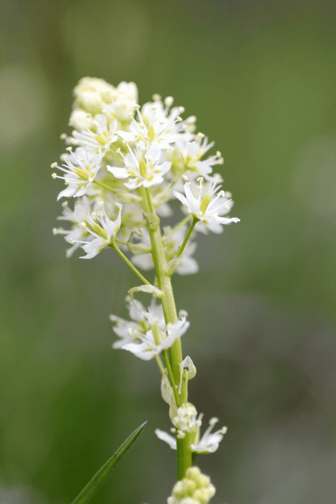 Do not let rabbits eat Death Camas; it is poisonous.