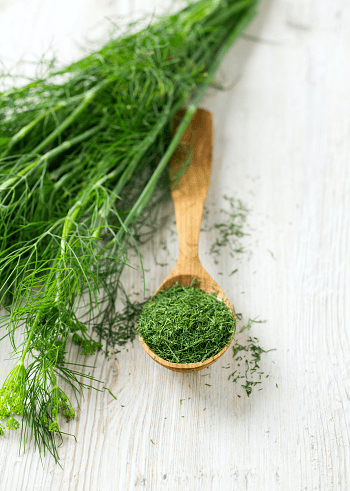 Dill can be part of a rabbit salad in modest daily portions.