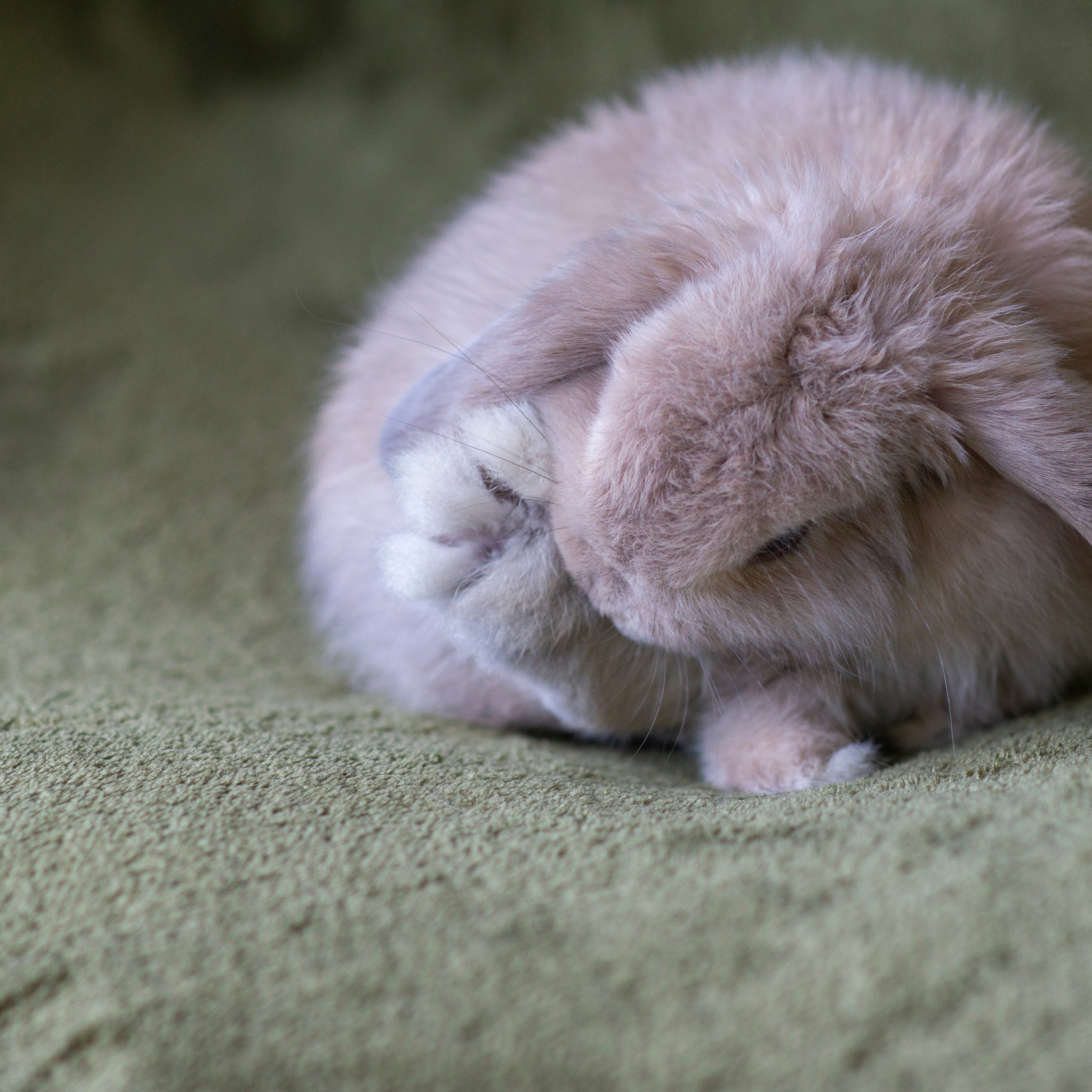 Two Colored Eyed Rabbit Why Do Rabbits Have Different Colored Eyes?
