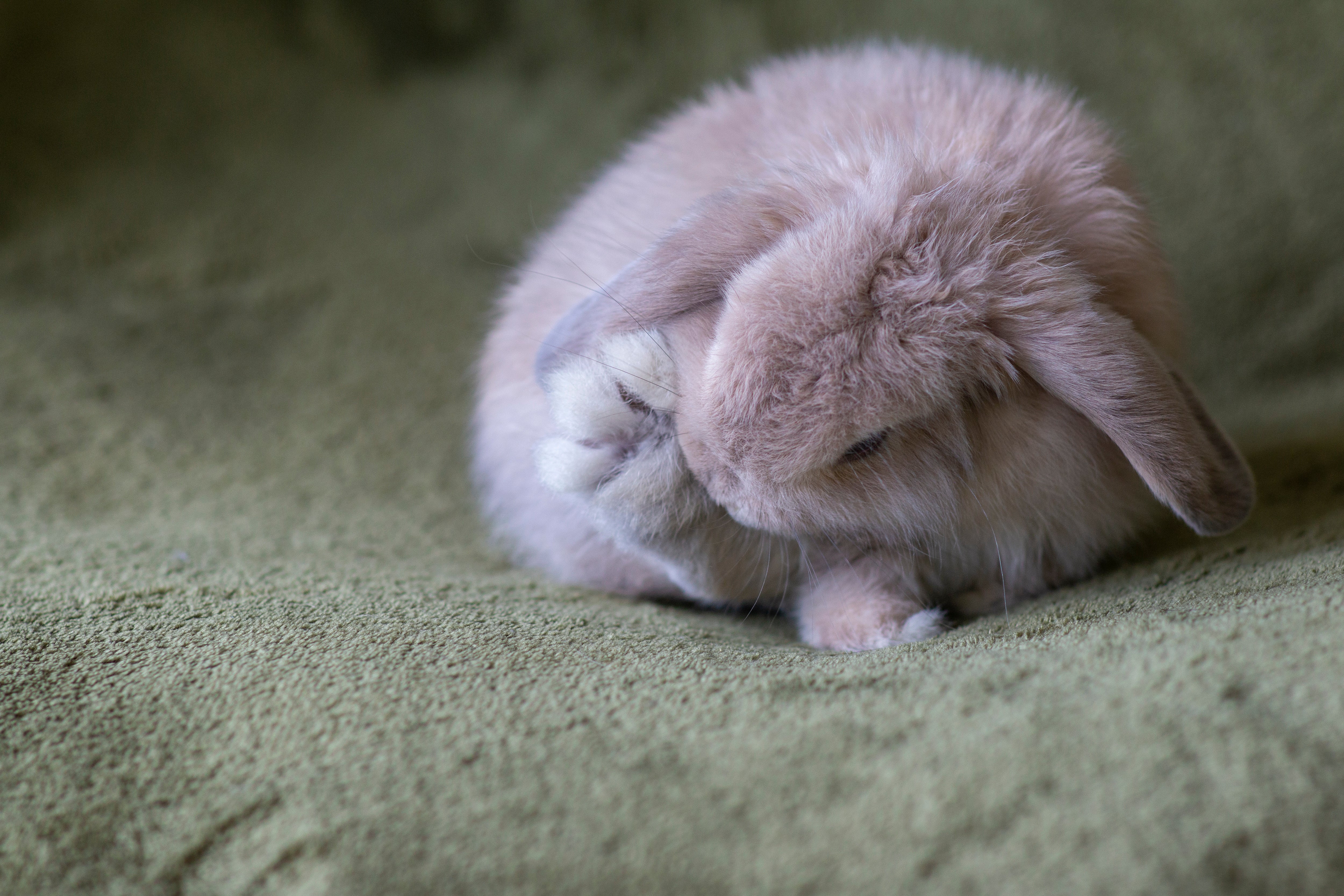 Do Rabbits Have Paw Pads or Not? – Rabbit Hole Hay