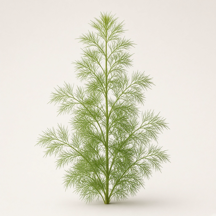 Rabbits should not touch Dog Fennel; toxic plant.