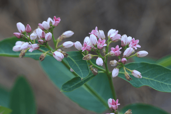 Poisonous Dogbane: do not feed to rabbits!