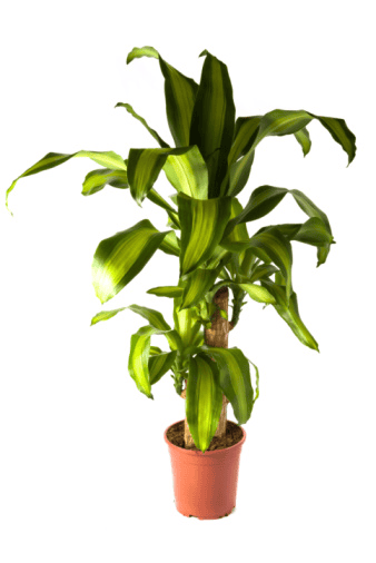 Dangerous Dracaena for bunnies—do not feed.