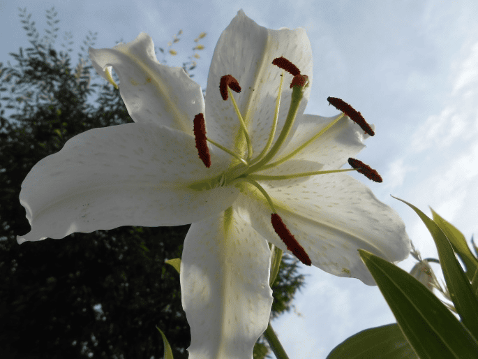 Toxic Easter lily for rabbits—do not feed.