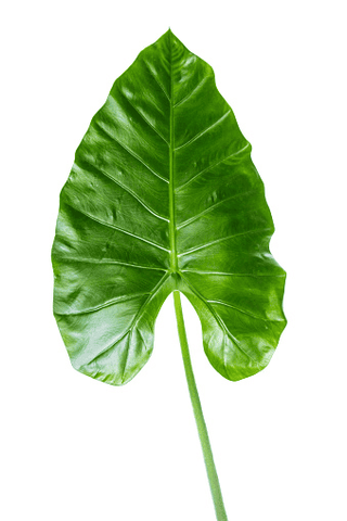 Elephant ear plant, toxic to pets.