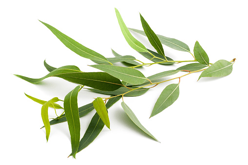 Keep Eucalyptus out of rabbit diets—it is poisonous.