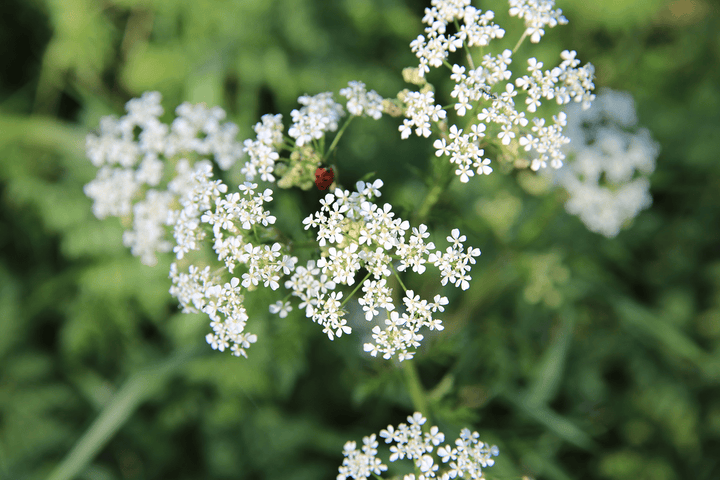 Rabbits should not touch False Parsley; toxic plant.