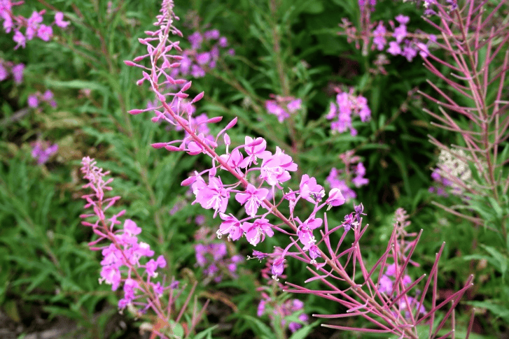 Can a rabbit eat Fireweed? | Rabbit Hole Hay
