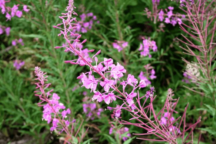 Fireweed: Toxic wildflower for rabbits.