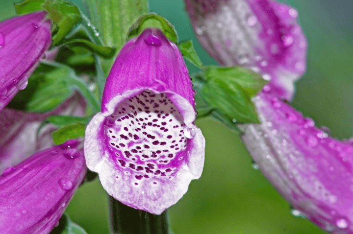Never feed Foxglove to rabbits; it is poisonous.