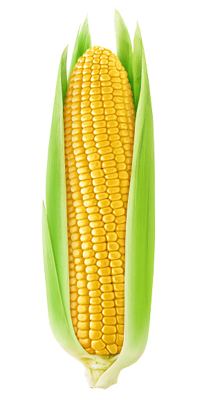 Yellow corn cob - not for rabbits