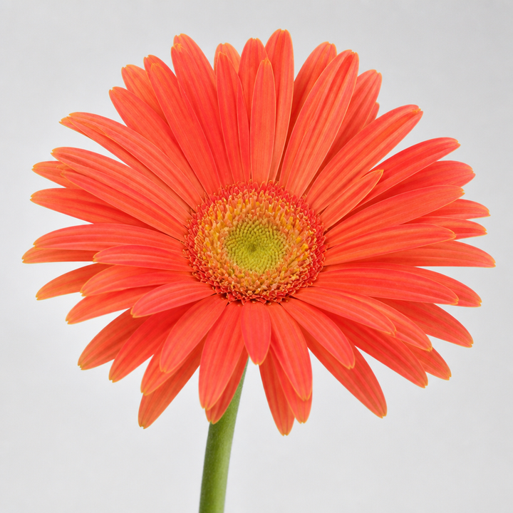 Gerbera Daisy: never feed to rabbits; keep it off the menu.