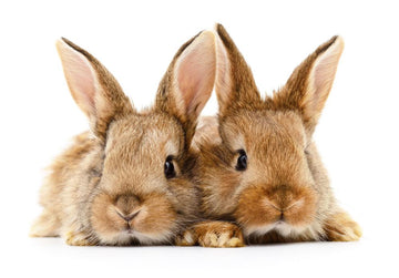 Two pet rabbits resting together on a soft blanket