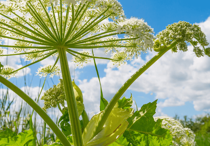 Harmful Giant Hogweed for rabbits—skip this plant entirely.