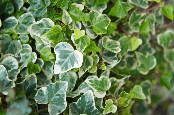 Never feed Glacier Ivy to rabbits; it is poisonous.