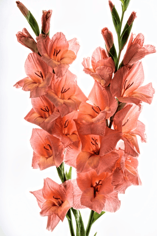 Gladiola flower: Toxic to rabbits.
