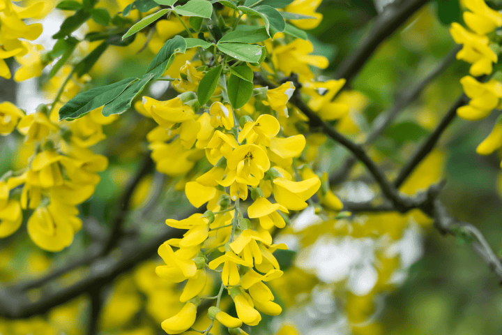Golden Chain and rabbits do not mix—poison risk.