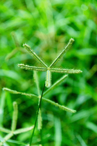 Goosegrass: okay as an occasional bunny snack if you keep it small.