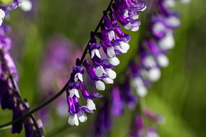 Poisonous Hairy Vetch: do not feed to rabbits!