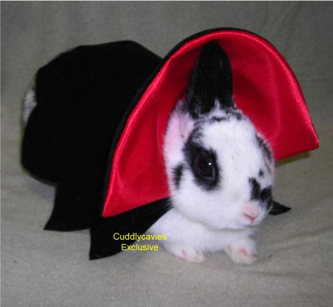 A rabbit with soft fur and prominent whiskers, wearing a small costume.