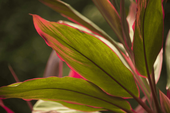 Keep Hawaiian Ti out of rabbit diets—it is poisonous.