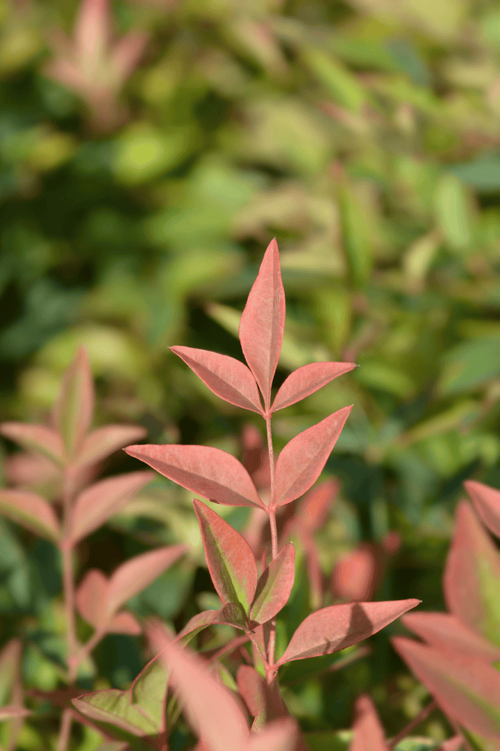 Toxic Heavenly Bamboo; never offer this to rabbits.