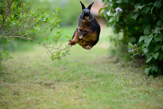 A brown bunny jumping high outside on the grass.