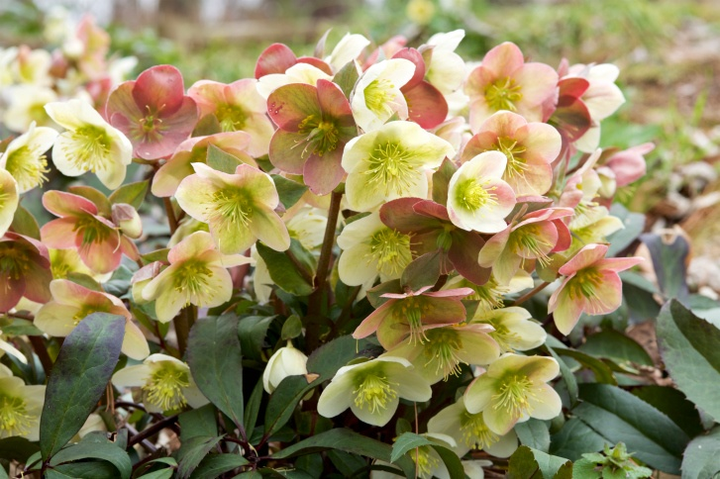 Poisonous Hellebores: do not feed to rabbits!