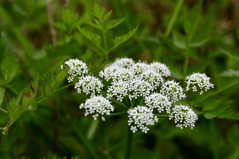 Poison Hemlock plant: Toxic to pets