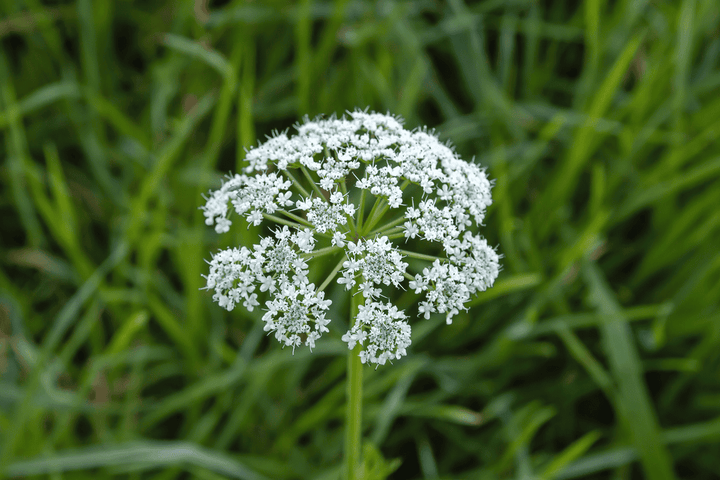 Never feed Hemlock, Water to rabbits; it is poisonous.