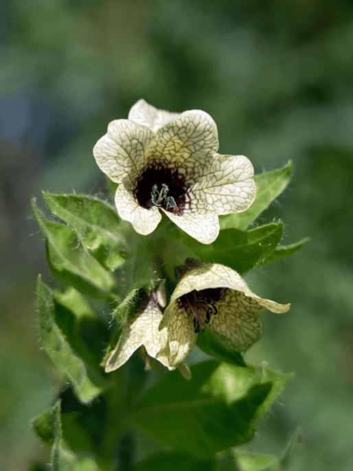 Poisonous Henbane: do not feed to rabbits!