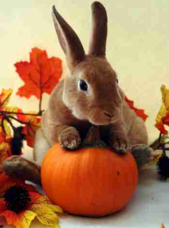 A big brown rabbit posing on top of a small orange pumkin, ready for fall.