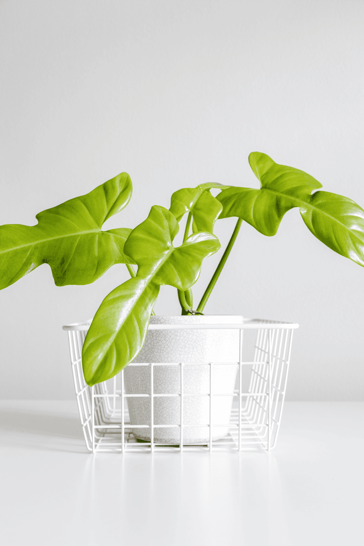 Horsehead Philodendron is toxic to rabbits—keep it away from the pen.